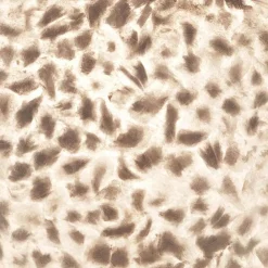 Straluma 2-Lichts schelpen wandlamp met snoer></noscript> Wandlampen|Schelpenlampen